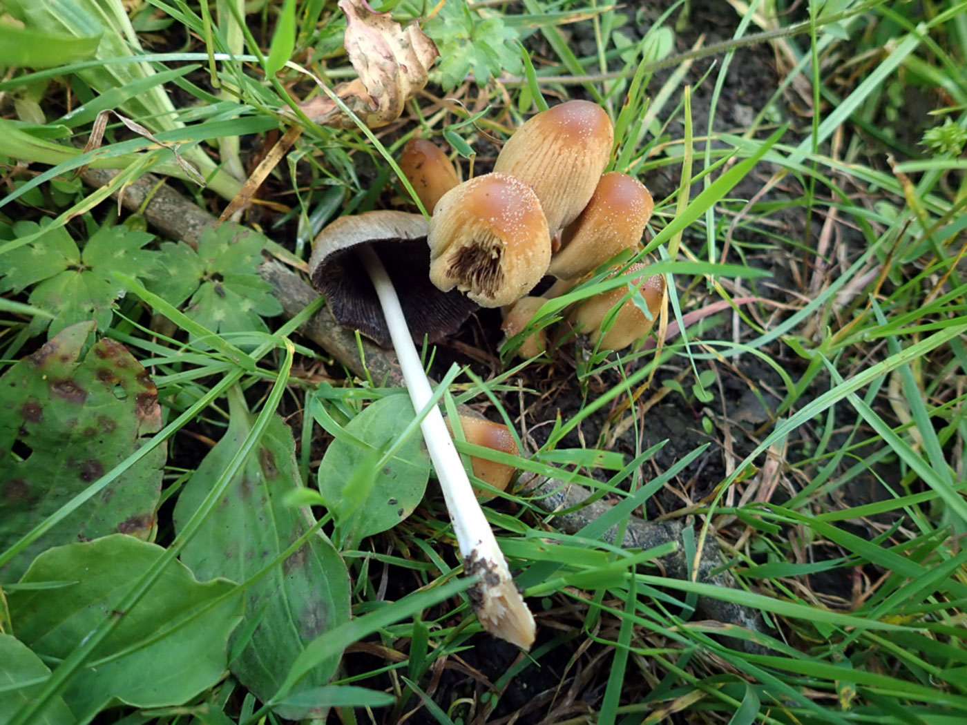Photo © Penny Cullington Coprinellus truncorum by Penny Cullington